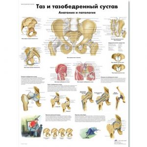 Wykres miednicy i biodra - anatomia i patologia