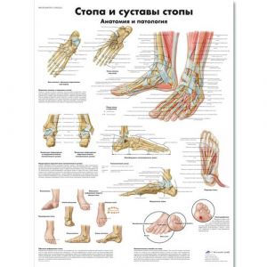 Wykres stopy i stawów stopy - anatomia i patologia
