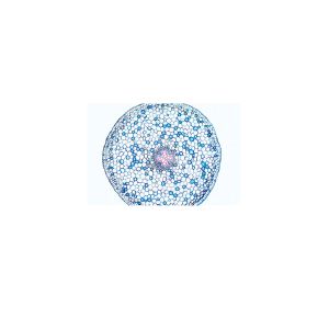 Phanerogamae, Zestaw podstawowy - Slajdy w języku angielskim