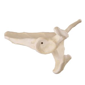 Łopatka ORTHObones Premium - lewa