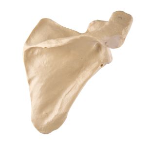 Łopatka ORTHObones Premium - prawa
