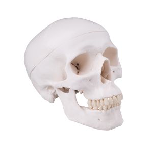 Czaszka z wywierconym otworem