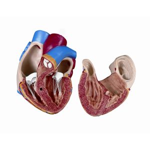 Zapasowe serce, 2 części