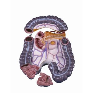 Zapasowy pakiet jelita grubego, 3 części