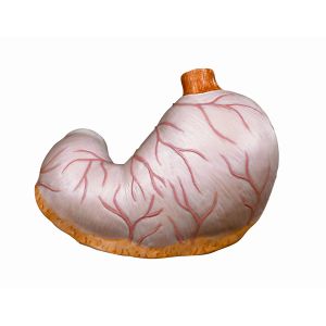 Zapasowy żołądek. 1 część